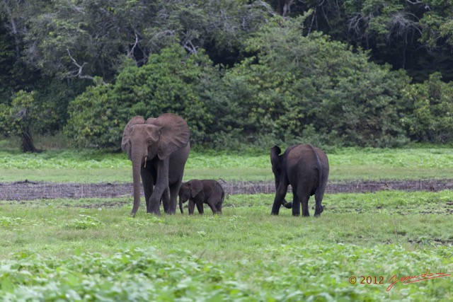 060 LOANGO Inyoungou Prairie avec Famille Elephants Loxodonta africana cyclotis 12E5K2IMG_79053wtmk.jpg